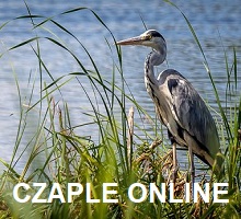 Czaple online