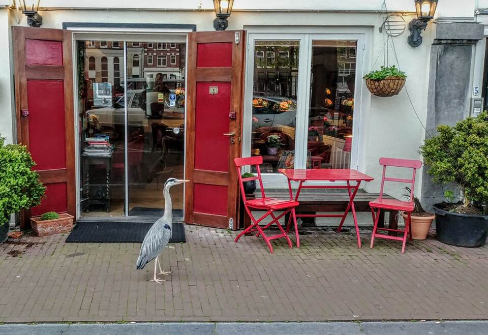 Czapla w wielkim mieście na Rembrandtplein, głównym placu w centrum Amsterdamu w Holandii. Fot. Marek Matecki.