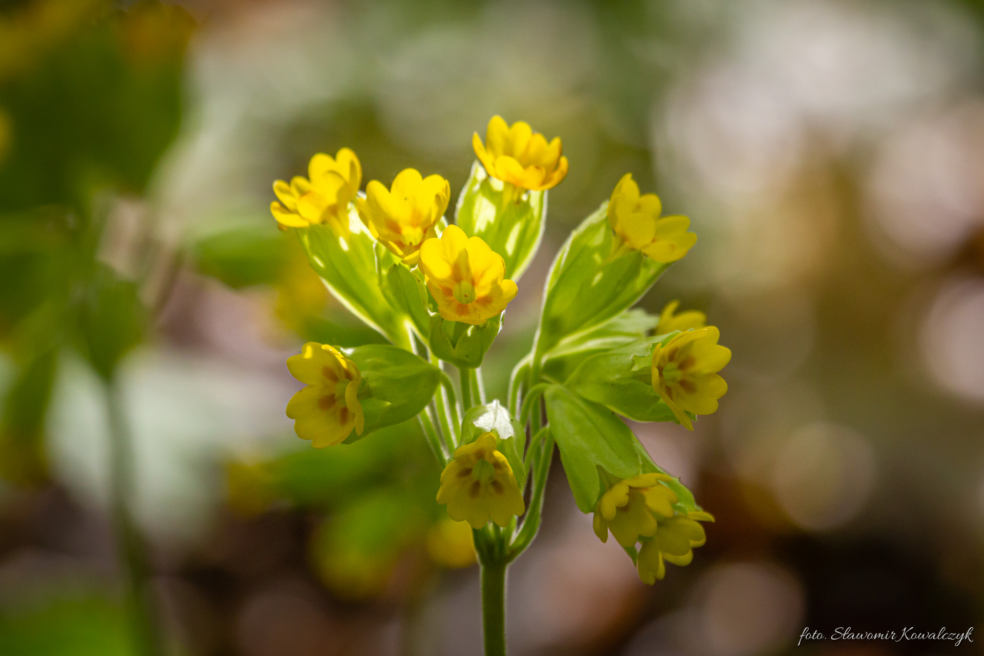 Pierwiosnek lekarski (Primula veris L.).