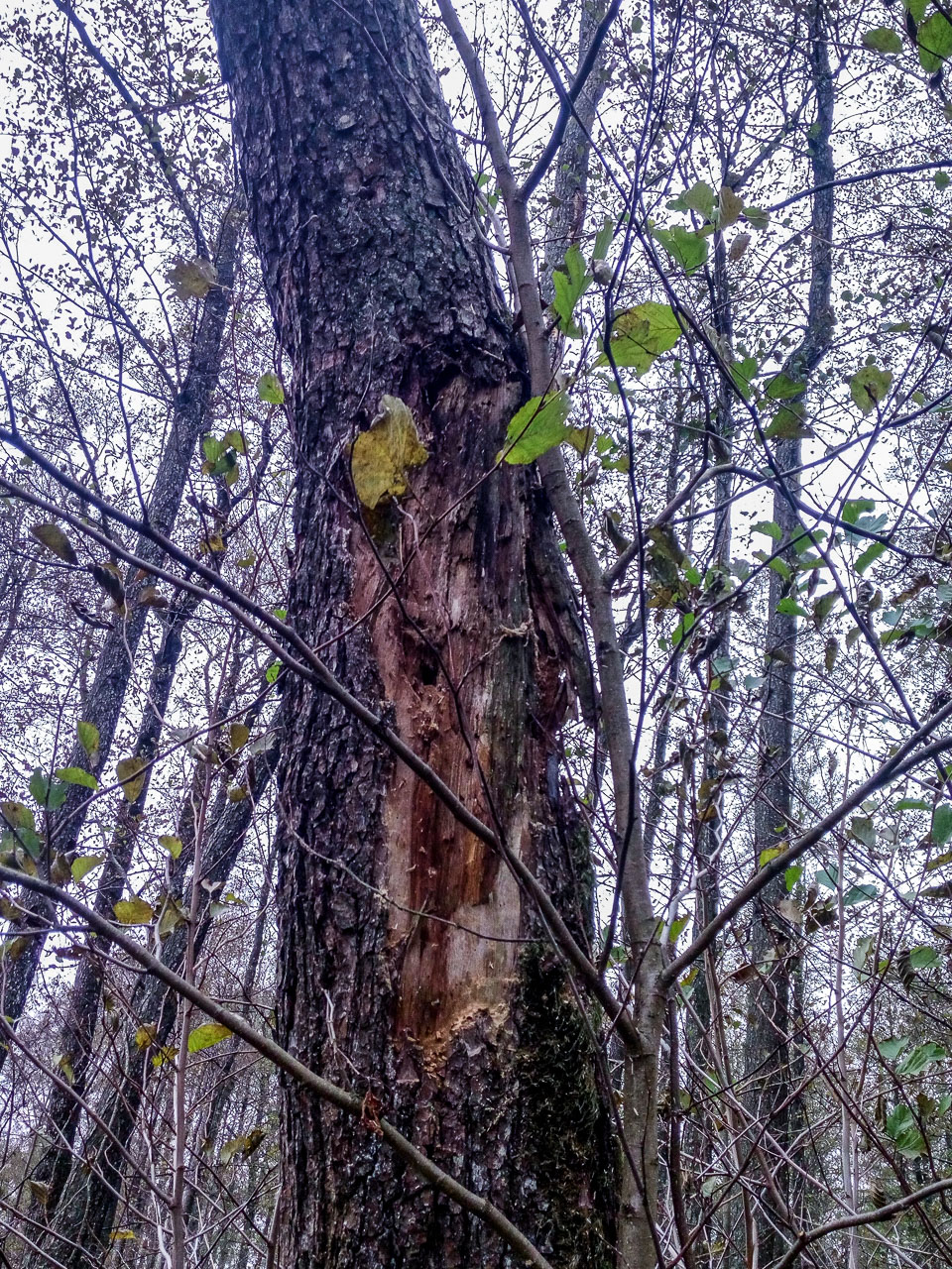 Fot. 3. Drzewo biocenotyczne pozostawione w roku 2018 w oddziale 5A, pododdział a. Zgodnie z Instrukcją ochrony lasu pozostawione do biologicznej śmierci i naturalnego rozkładu (stan na październik 2021 r.).