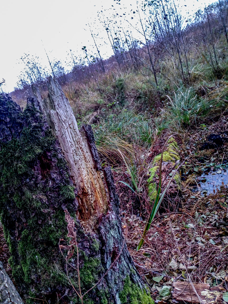 Fot. 5. Fragmenty pozostawionego w roku 2018 w oddziale 5A, pododdział a, drzewa biocenotycznego. Z czasem drzewo obumarło, złamał je wiatr i w chwili obecnej podlega procesowi naturalnego rozkładu (stan na październik 2021 r.).