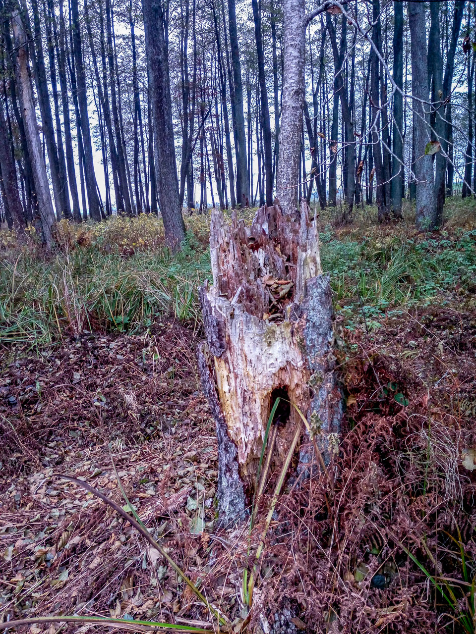 Fot. 1. Fragment pozostawionego w roku 2018 w oddziale 5A, pododdział a, drzewa biocenotycznego. Z czasem drzewo obumarło, złamał je wiatr i w chwili obecnej podlega procesowi naturalnego rozkładu (stan na październik 2021 r.).