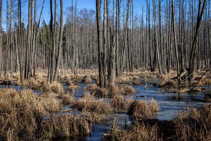 Ols z zamarzniętą wodą i kępami turzyc. Fot. Sławomir Kowalczyk.