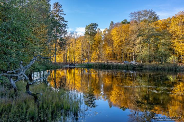 Uroczysko&#x20;Las&#x20;Miejski&#x20;w&#x20;Gajewie&#x2e;&#x20;Fot&#x2e;&#x20;Sławomir&#x20;Kowalczyk&#x2e;