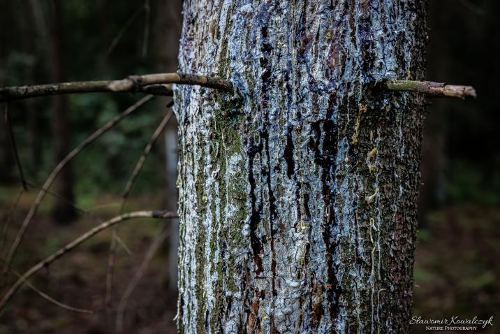 Kora&#x20;świerka&#x20;z&#x20;wyciekającą&#x20;żywicą&#x20;–&#x20;naturalna&#x20;reakcja&#x20;drzewa&#x20;na&#x20;atak&#x20;kornika&#x20;drukarza&#x2e;