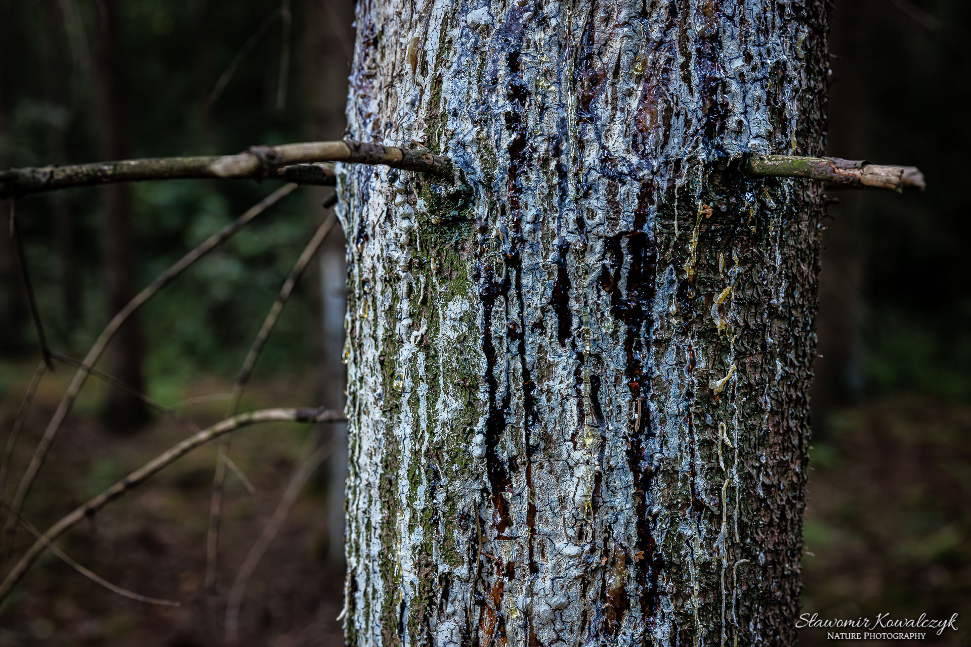 Kora świerka z wyciekająca żywicą - naturalna reakcja drzewa na atak kornika drukarza.
