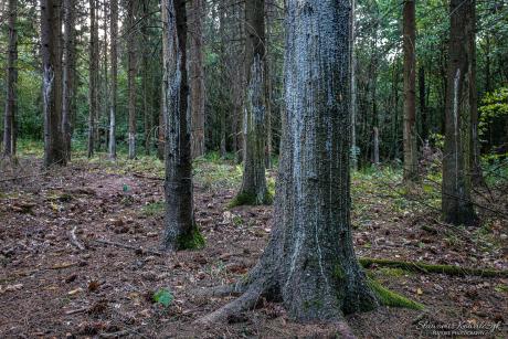 Informacja o pracach leśnych w uroczysku Las Miejski w Gajewie