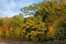 DIALOGUE ON THE MUNICIPAL FOREST DISTRICT FOREST IN GAJEWO NEAR GIŻYCKO