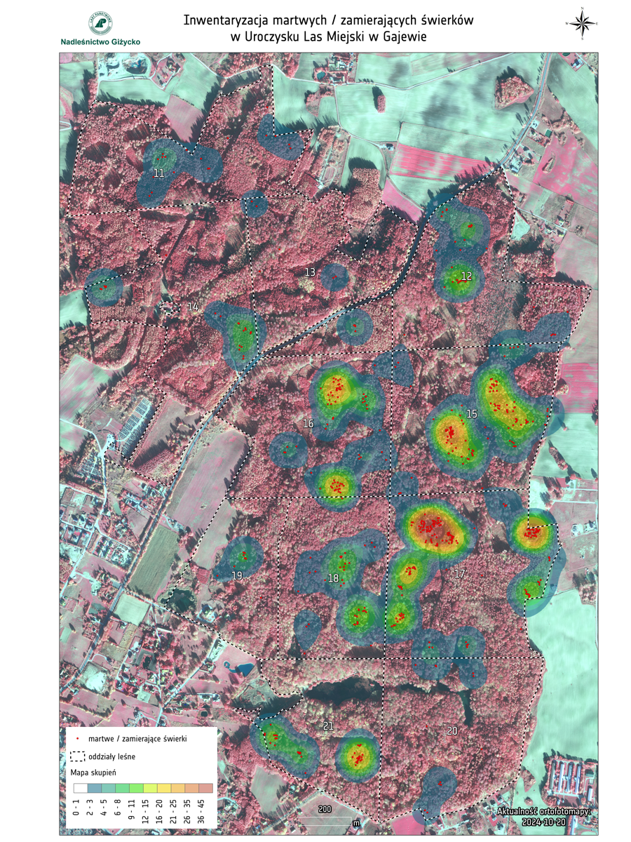 Inwentaryzacja martwych i zamierających świerków w Uroczysku Las Miejski – stan na 20.10.2024 r.