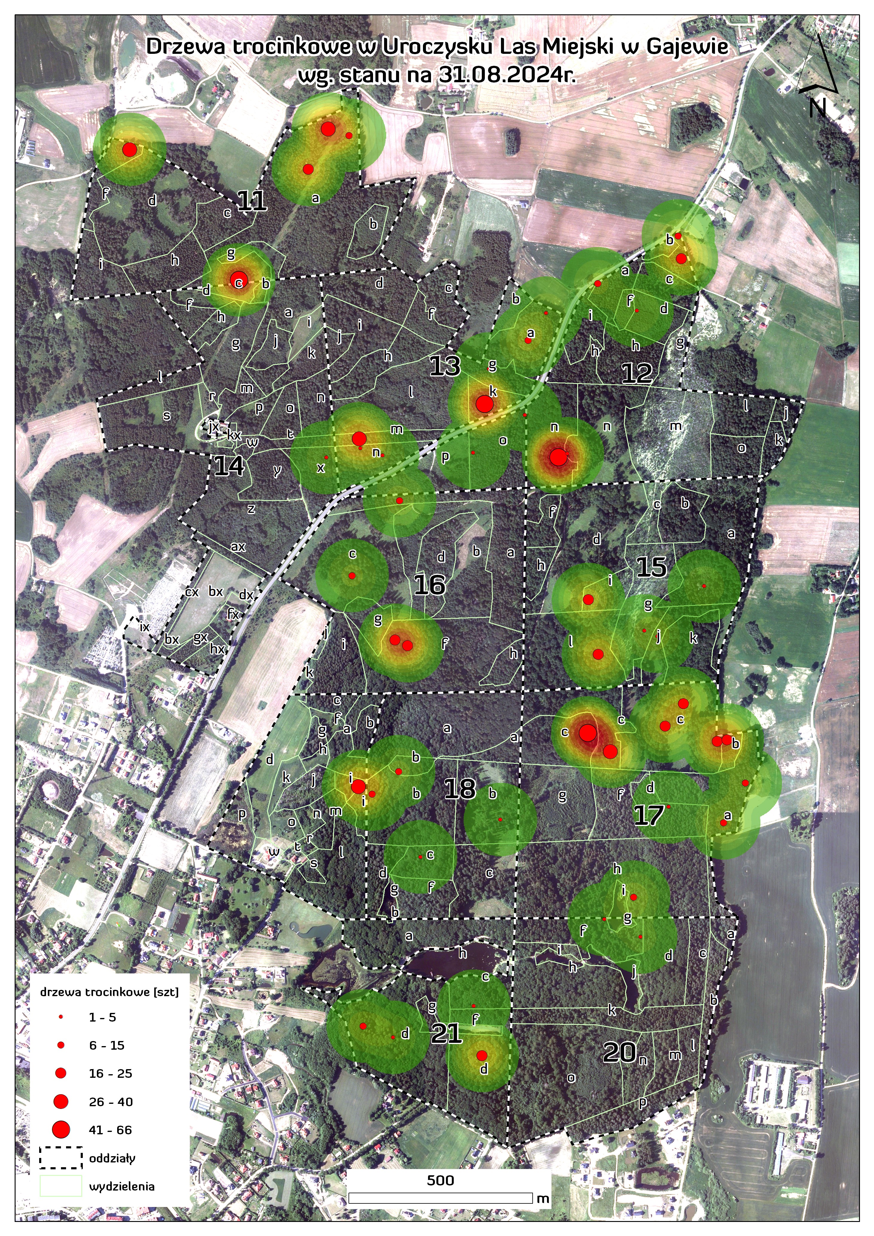 Mapa lokalizacji drzew trocinkowych w Uroczysku Las Miejski w Gajewie wg stanu na 𝟯𝟭.𝟬𝟴.𝟮𝟬𝟮𝟰 𝗿.