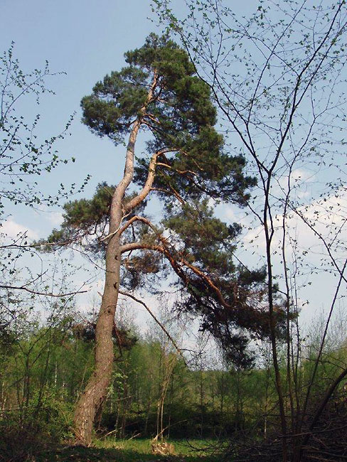 Sosna czarna (Pinus nigra Arn.) w leśnictwie Wydminy, oddział 140b. Fot. Krzysztof Sawicki.