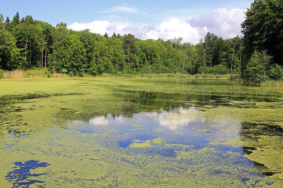 Ponds in the Municipal Forest - photography: Sławomir Kowalczyk