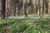Las Miejski w Giżycku pokryty kwiatami zawilca gajowego (Anemone nemorosa) - fot. Sławomir Kowalczyk