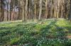 Las Miejski w Giżycku pokryty kwiatami zawilca gajowego (Anemone nemorosa) - fot. Sławomir Kowalczyk