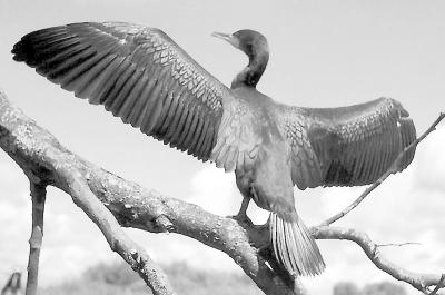 Kormoran - fot. Włodzimierz Puchalski