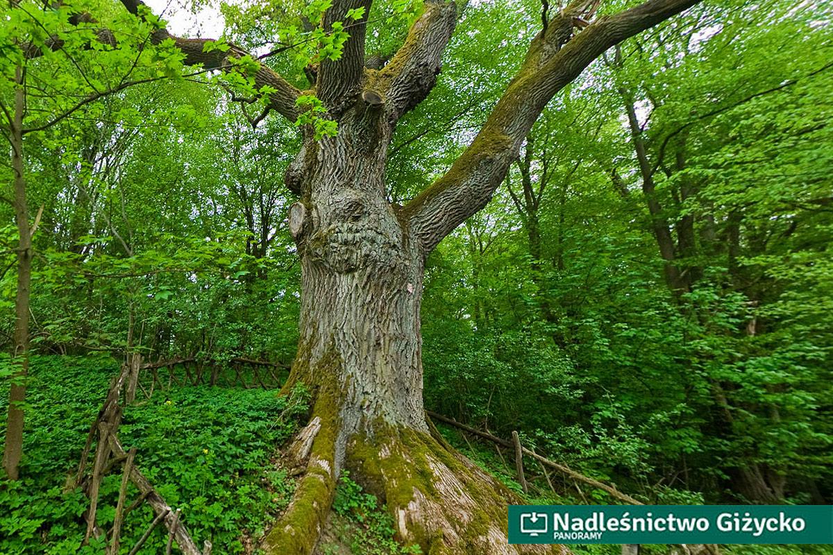 Fot. Dąb szypułkowy (Quercus robur L.) Wojciech. Wiek około 650 lat.