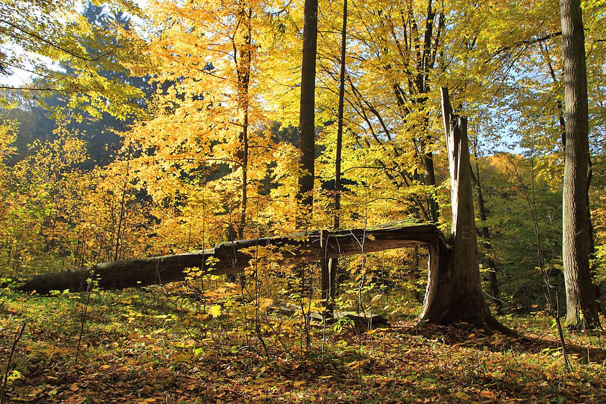 Autumn in the Municipal Forest. Photograph: Sławomir Kowalczyk.
