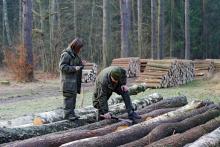 4.11.2016 - Nowe zasady sprzedaży drewna