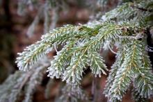 Zapraszamy do zakupu naturalnych choinek