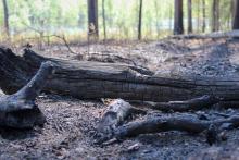 9.05.2016 - III Stopień Zagrożenia Pożarowego Lasu