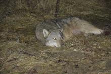 Brawurowa akcja ratowania wilka minionej nocy