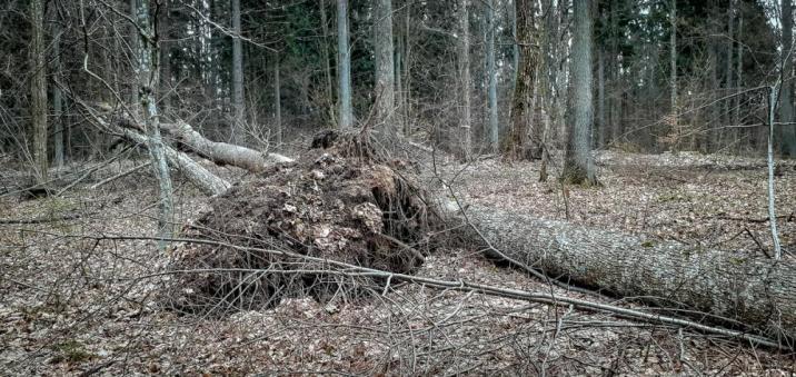 Wiąż&#x20;z&#x20;naderwanym&#x20;systemem&#x20;korzeniowym&#x20;przez&#x20;wiatr&#x2c;&#x20;upadając&#x20;zaczepił&#x20;o&#x20;rosnącego&#x20;obok&#x20;graba&#x2e;&#x20;Ostatecznie&#x20;obydwa&#x20;drzewa&#x20;przewróciły&#x20;się&#x20;na&#x20;drogę&#x2e;