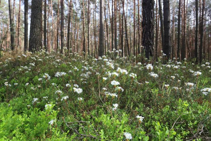Bagno zwyczajne to zimozielony, któtkowieczny (dożywający 30 lat) krzew wysokości 1-1,5 m. Roślina ta występuje na terenach podmokłych, zacienionych i zakwaszonych (mokre lasy sosnowe, torfowiska wysokie, bory gagienne).