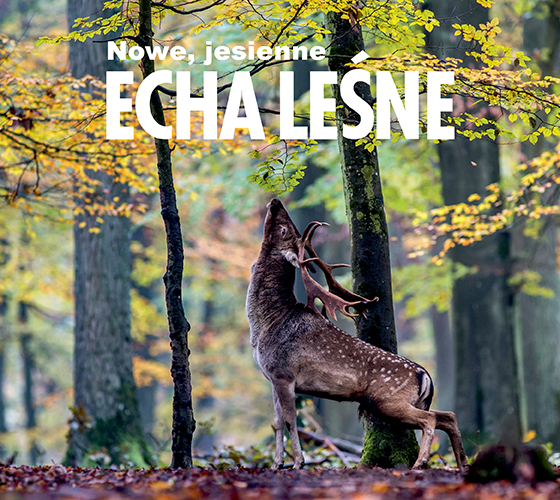JESIENNY NUMER ECH LEŚNYCH