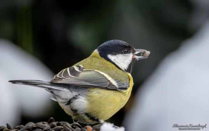 Sikora bogatka w zimowej scenerii. Przy temperaturze poniżej zera każdy zdobyty kęs to zapas energii niezbędny do przetrwania mroźnej nocy i kolejnego dnia w śnieżnym krajobrazie.