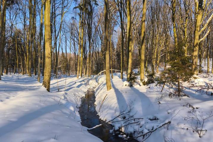 Zimowy las liściasty. Przez środek kadru płynie wąski ciek wodny o odsłoniętej powierzchni, otoczony śniegiem i drzewami bez liści. Fot. Sławomir Kowalczyk.