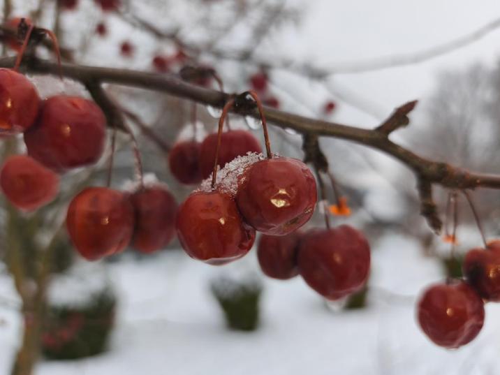 Zbliżenie na gałązkę dzikiej jabłoni obrodzoną w małe, czerwone owoce. Jabłuszka są lekko pokryte śniegiem i szronem. W tle widoczny rozmazany, zimowy krajobraz. Zdjęcie ilustruje naturalną bazę żerową sadzoną przez leśników.