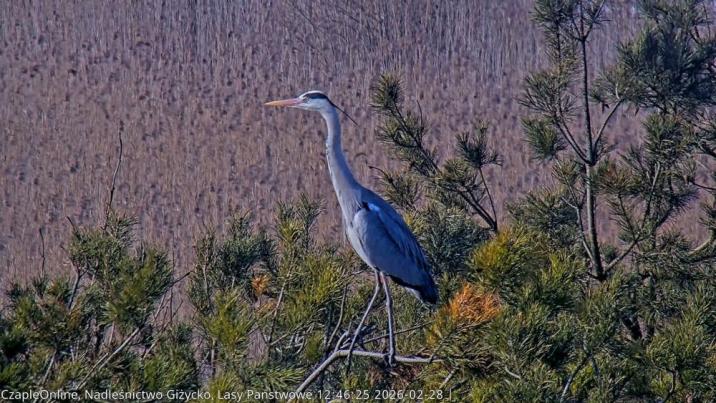 Czapla siwa z bliska, siedząca wysoko na gałęzi sosny w pełnym słońcu. Ptak ma popielate upierzenie i czujnie wyciągniętą szyję.