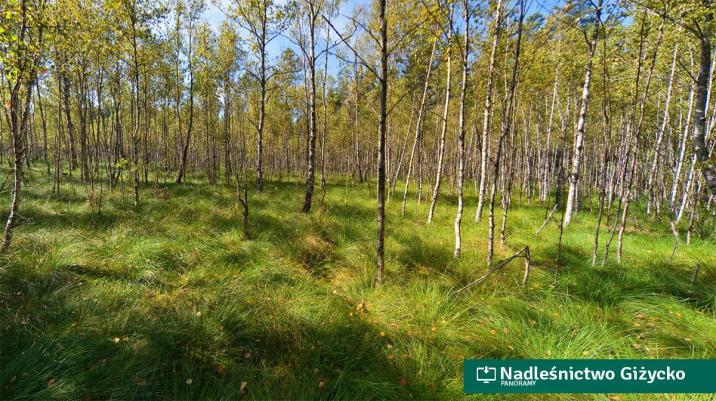 Zdjęcie przedstawia torfowisko z rzadkim drzewostanem brzozowym w Nadleśnictwie Giżycko. Charakterystyczne kępy torfowców i turzyc tworzą puszystą, zieloną warstwę runa pod smukłymi białymi pniami drzew.